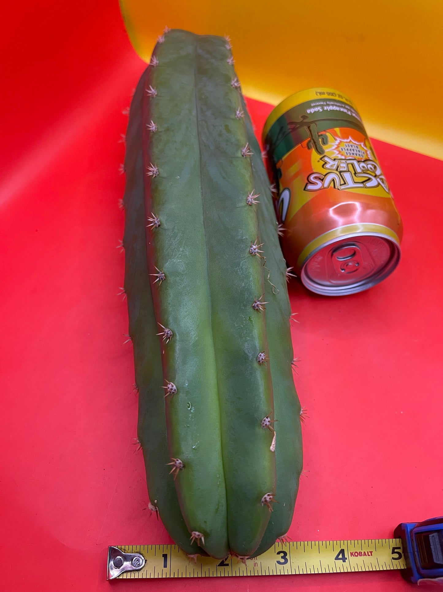 San Pedro cactus ! 12”-14” long 3”+