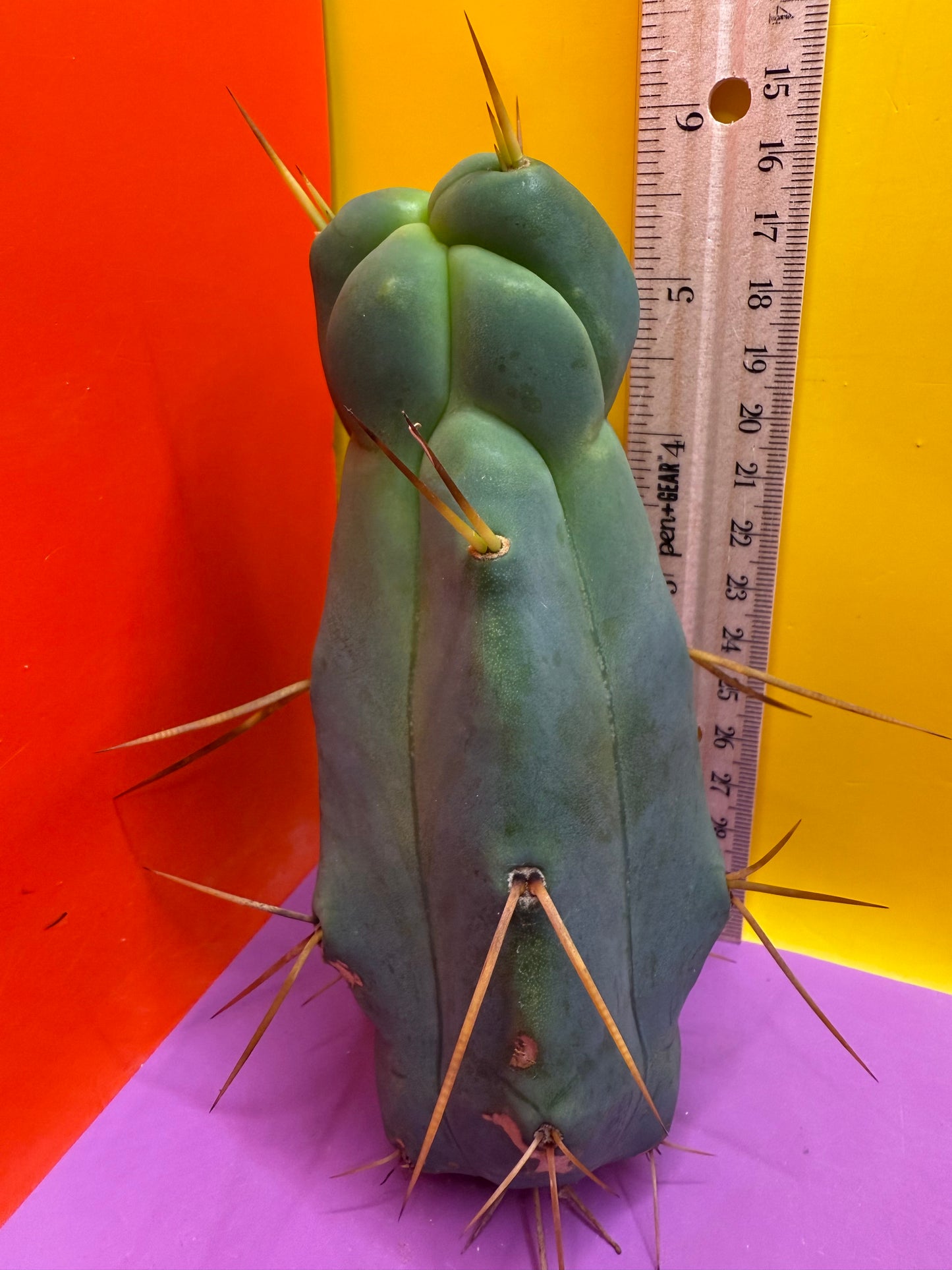 Walt’s dragon 🐉