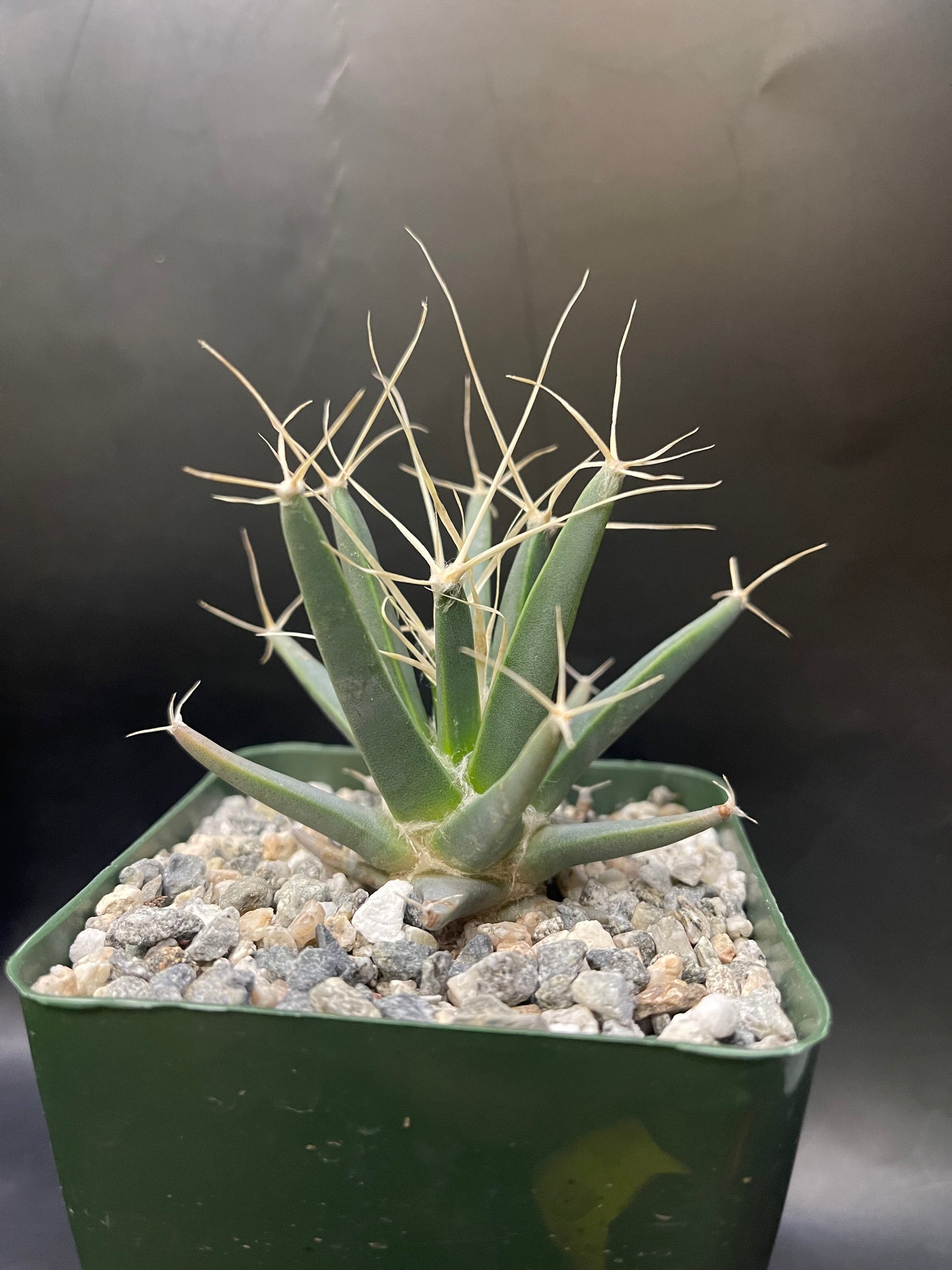 Leuchtenbergia principis