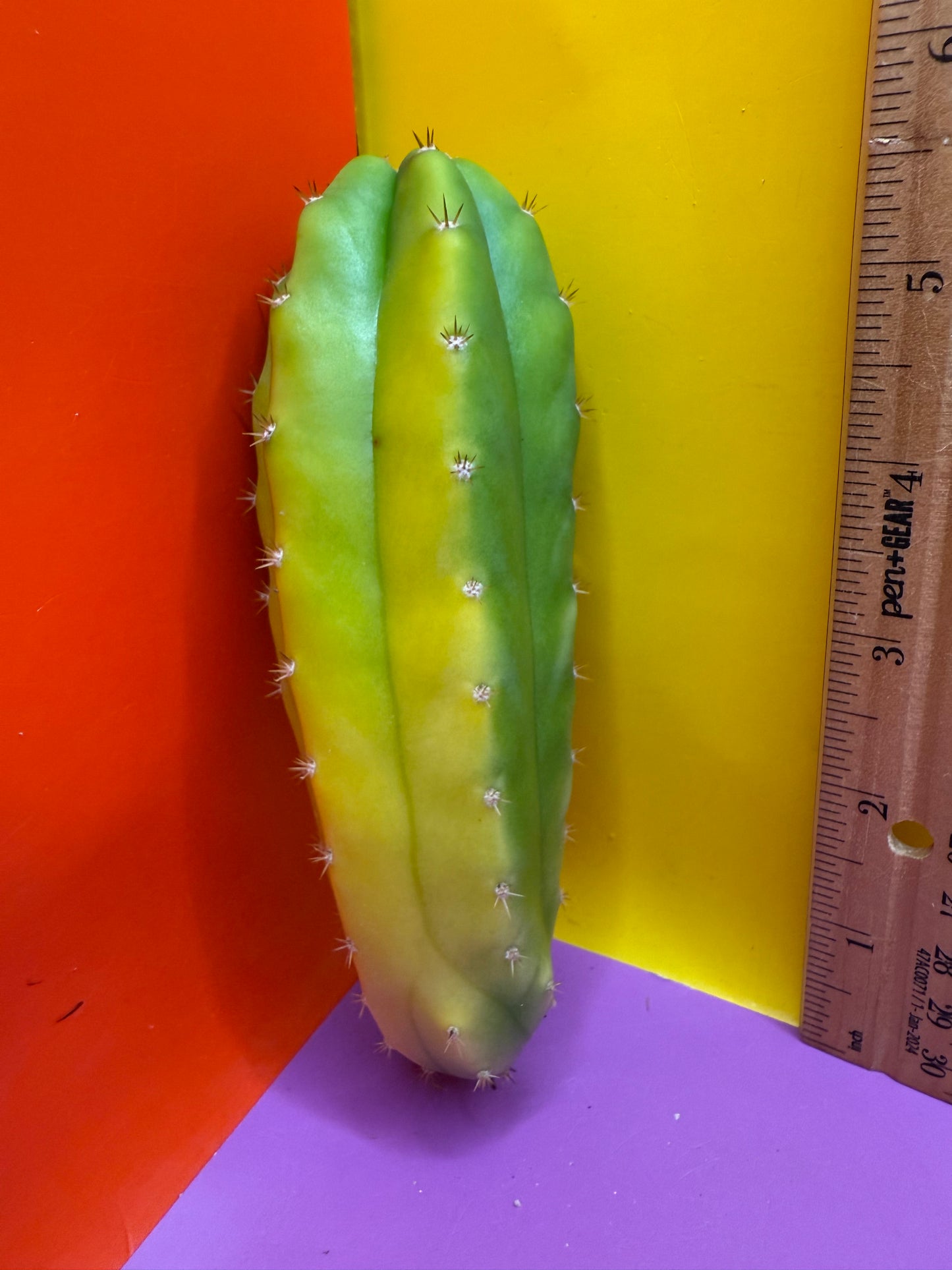 Banana San Pedro Cactus !