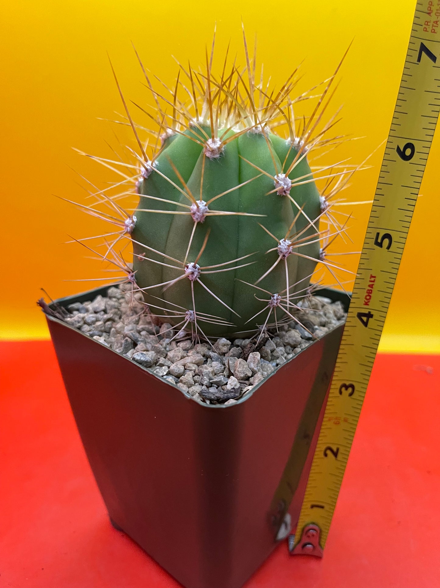 Trichocereus Terscheckii