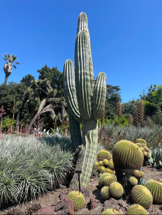 Trichocereus terscheckii seeds