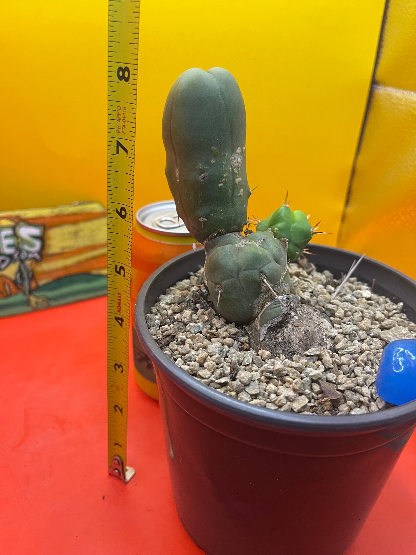 Tbm cactus