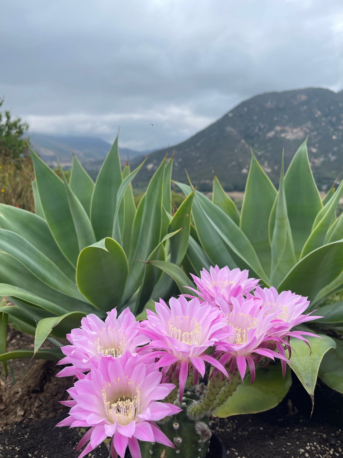 CAHUILLA x pink Lobivia ! 100 seeds ^+