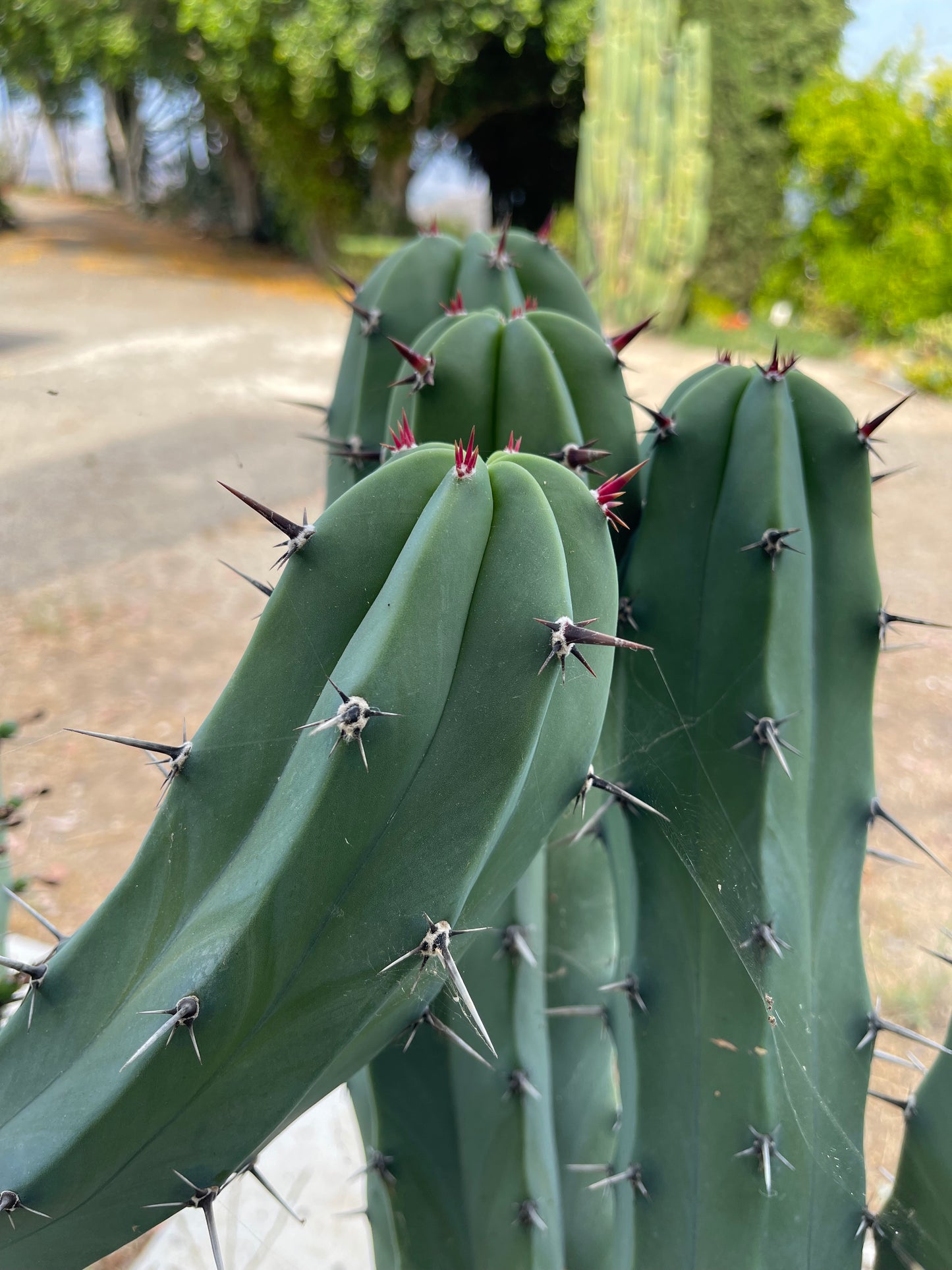 2$ for 100 Myrtillocactus seeds !!