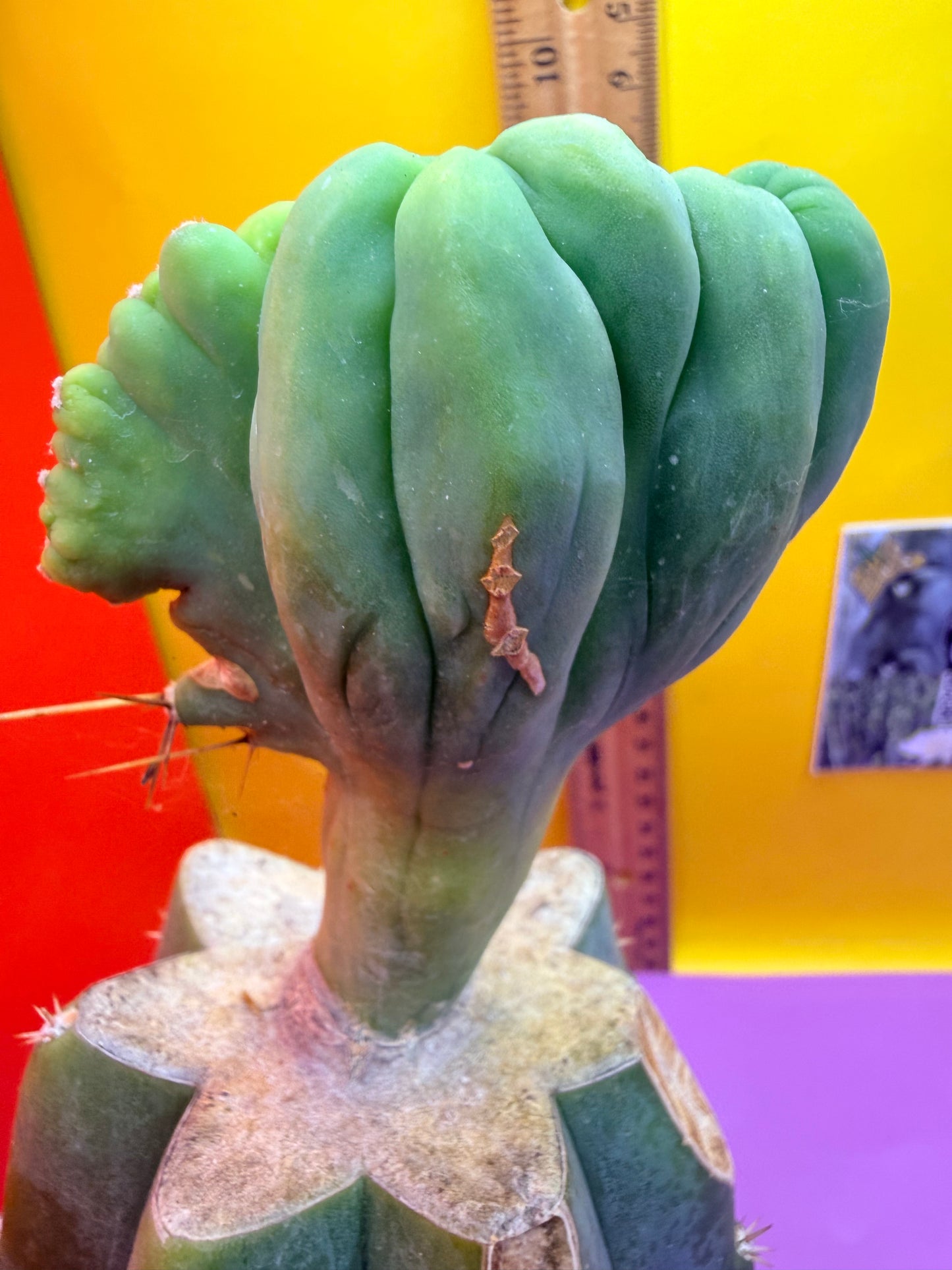 Crested TBM