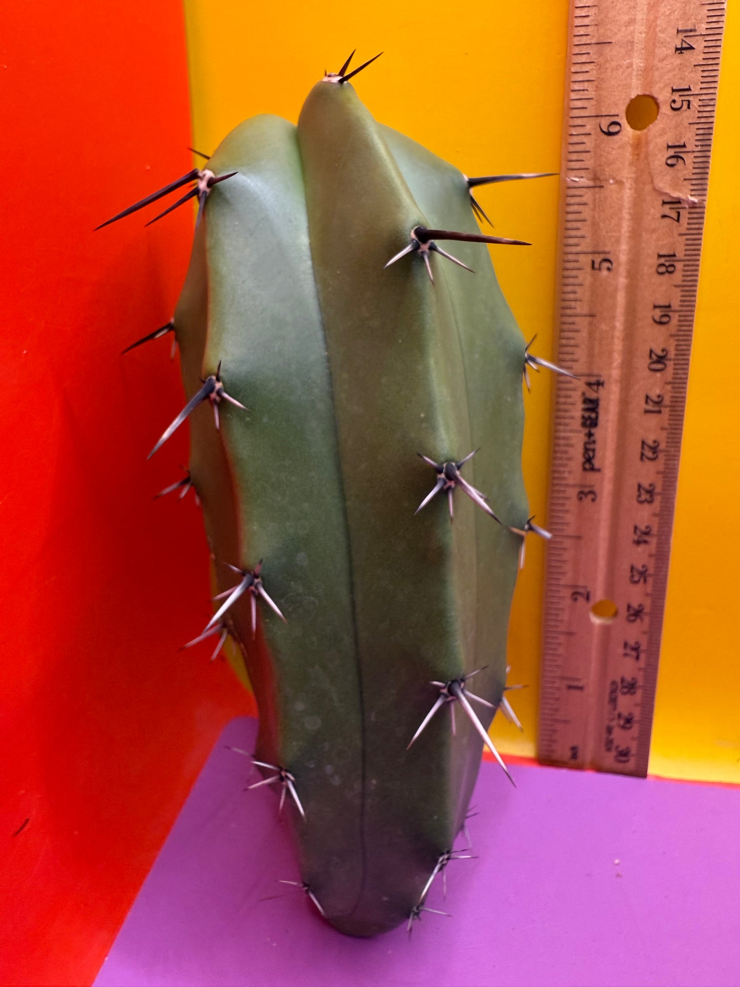 GREEN Myrtillocactus !!