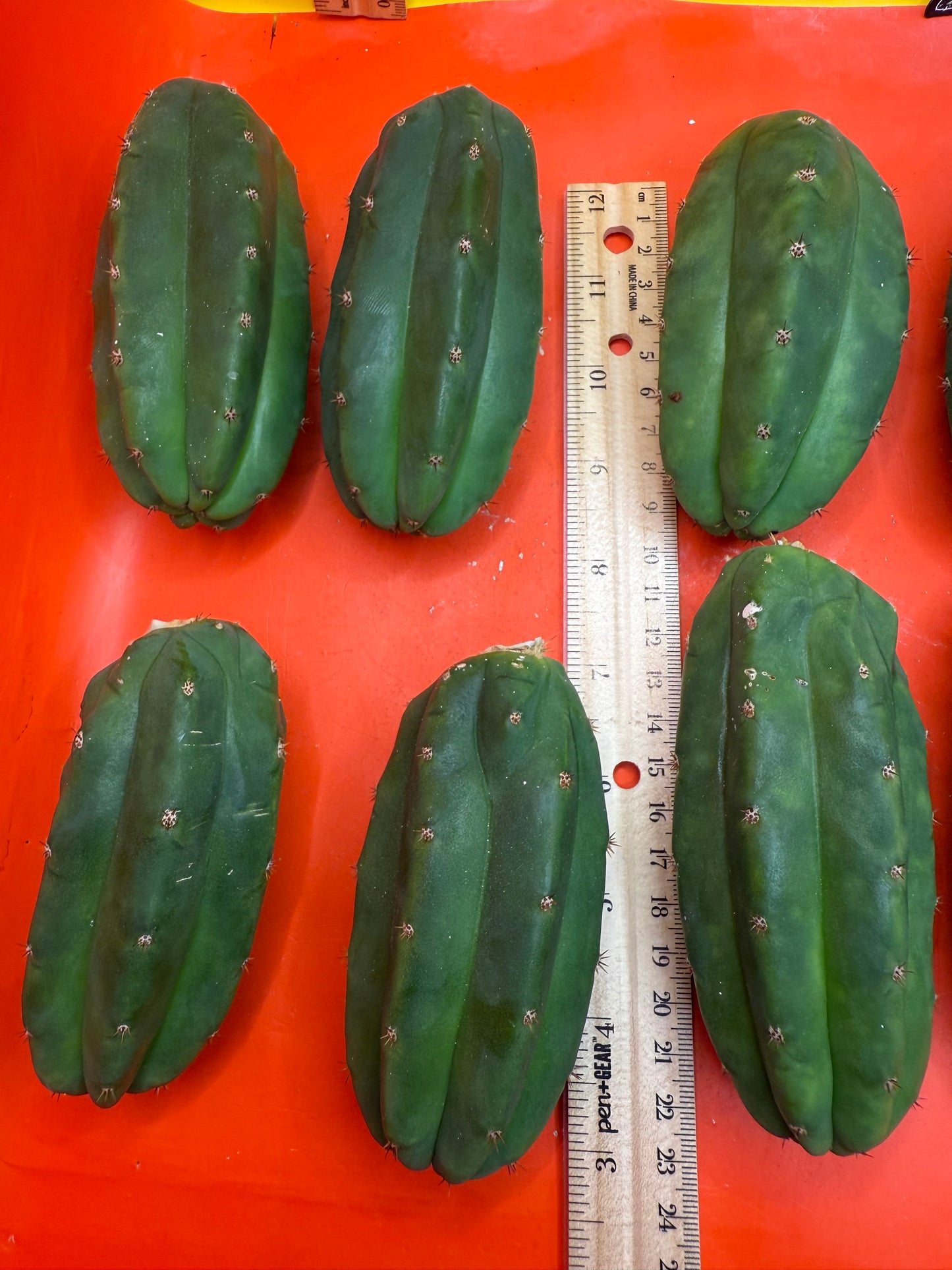 San Pedro Cactus !