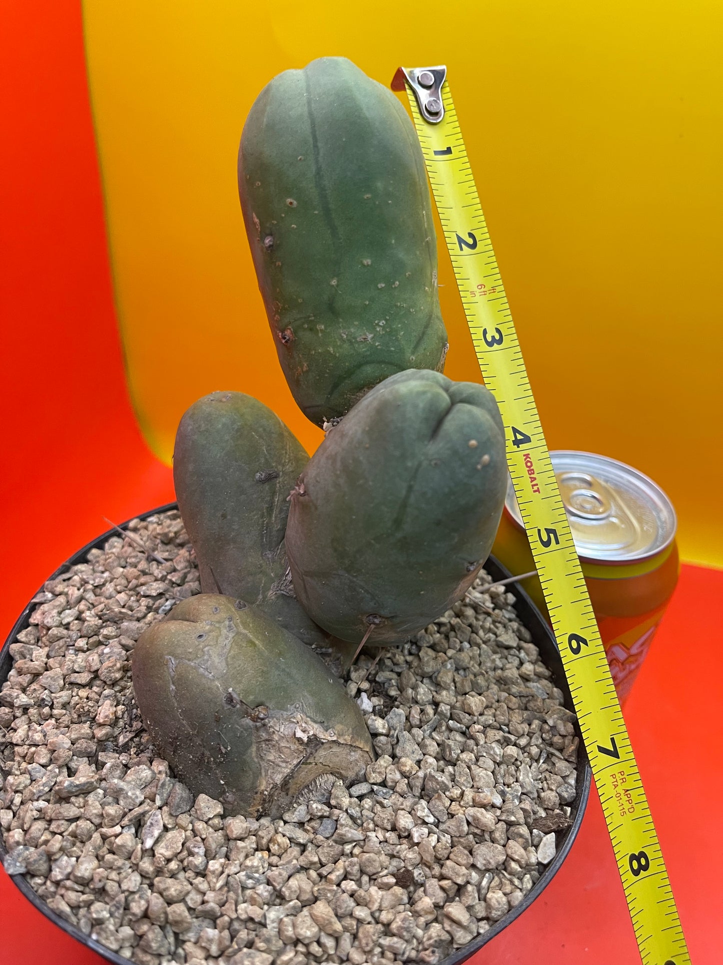 FAT TBM !!! PENISCACTUS !!