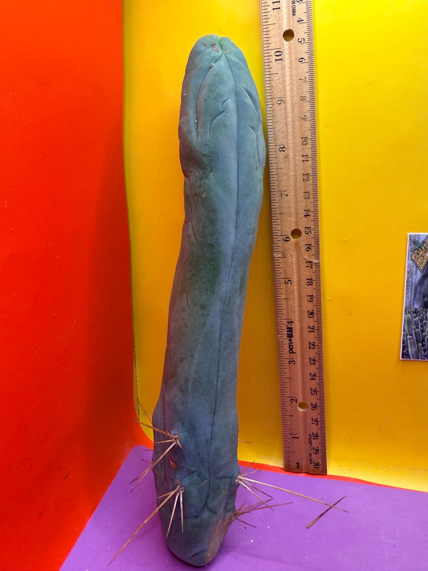 Long form TBM cactus cutting type A