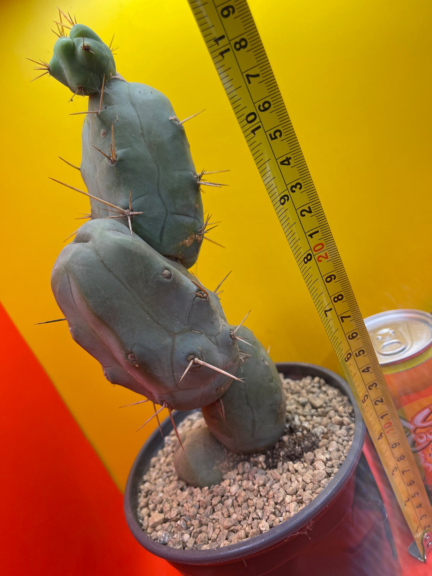 TRICHOCEREUS BRIDGESii MONSTROSE