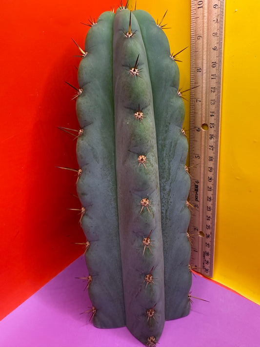 Icaros !! HUGE SAN PEDRO CACTUS