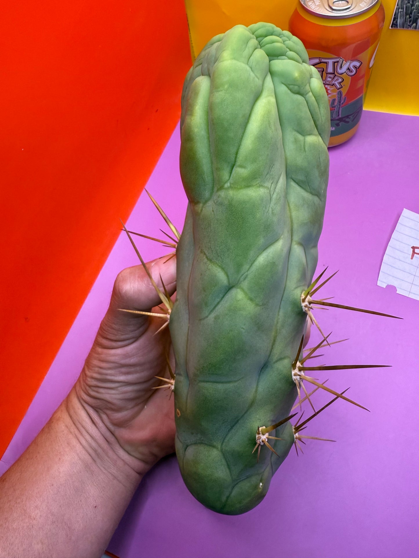 Bruce’s Dragon - almost 3” thick !