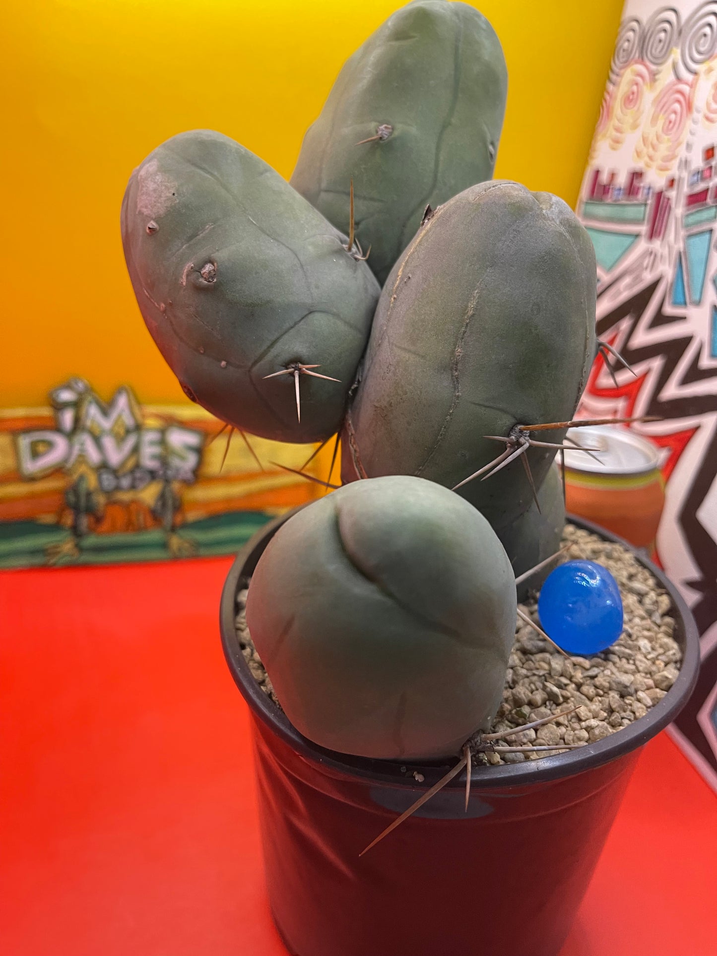 TBM CACTUS