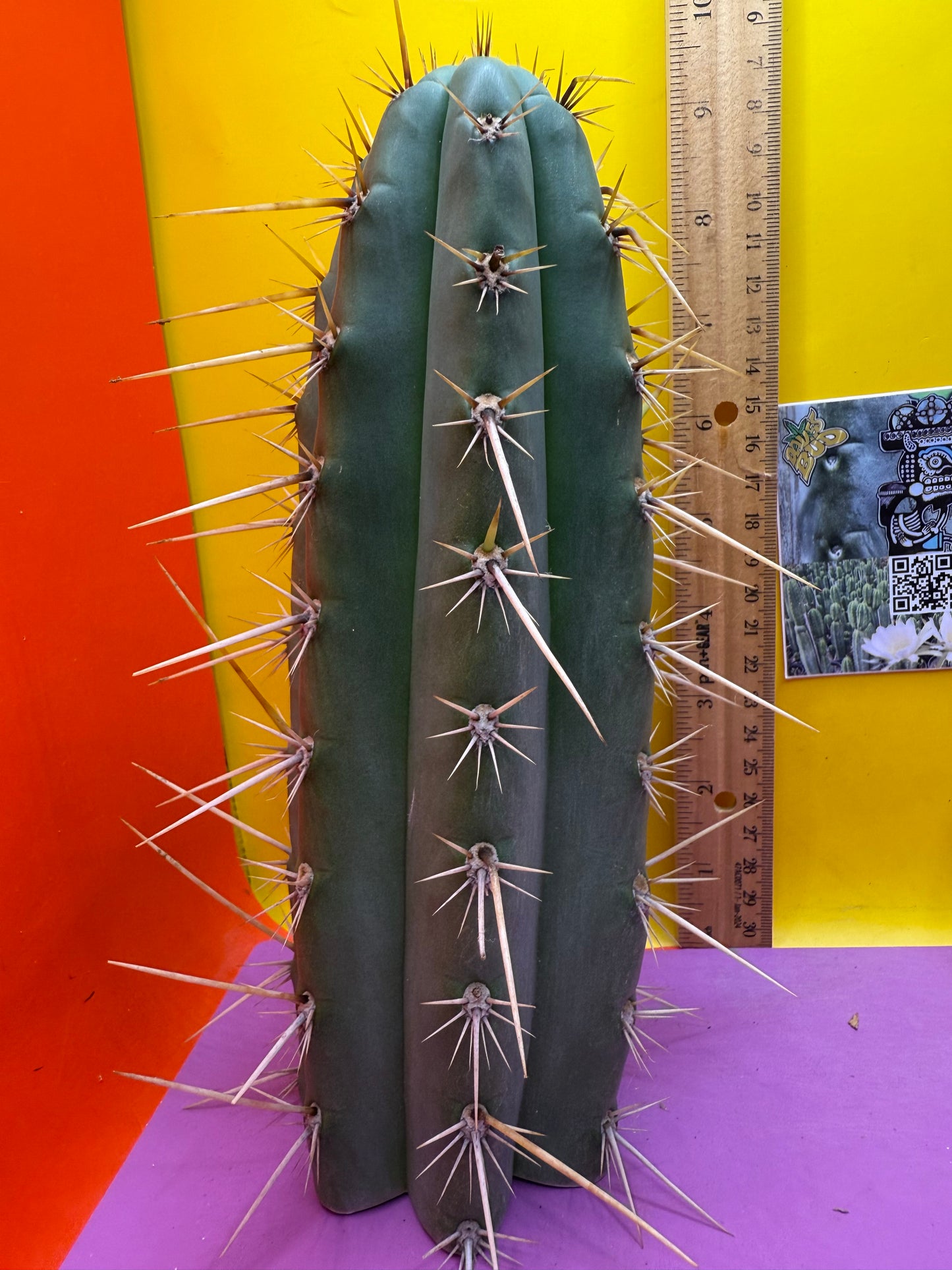 Trichocereus Puquiensis - cv “Linda”