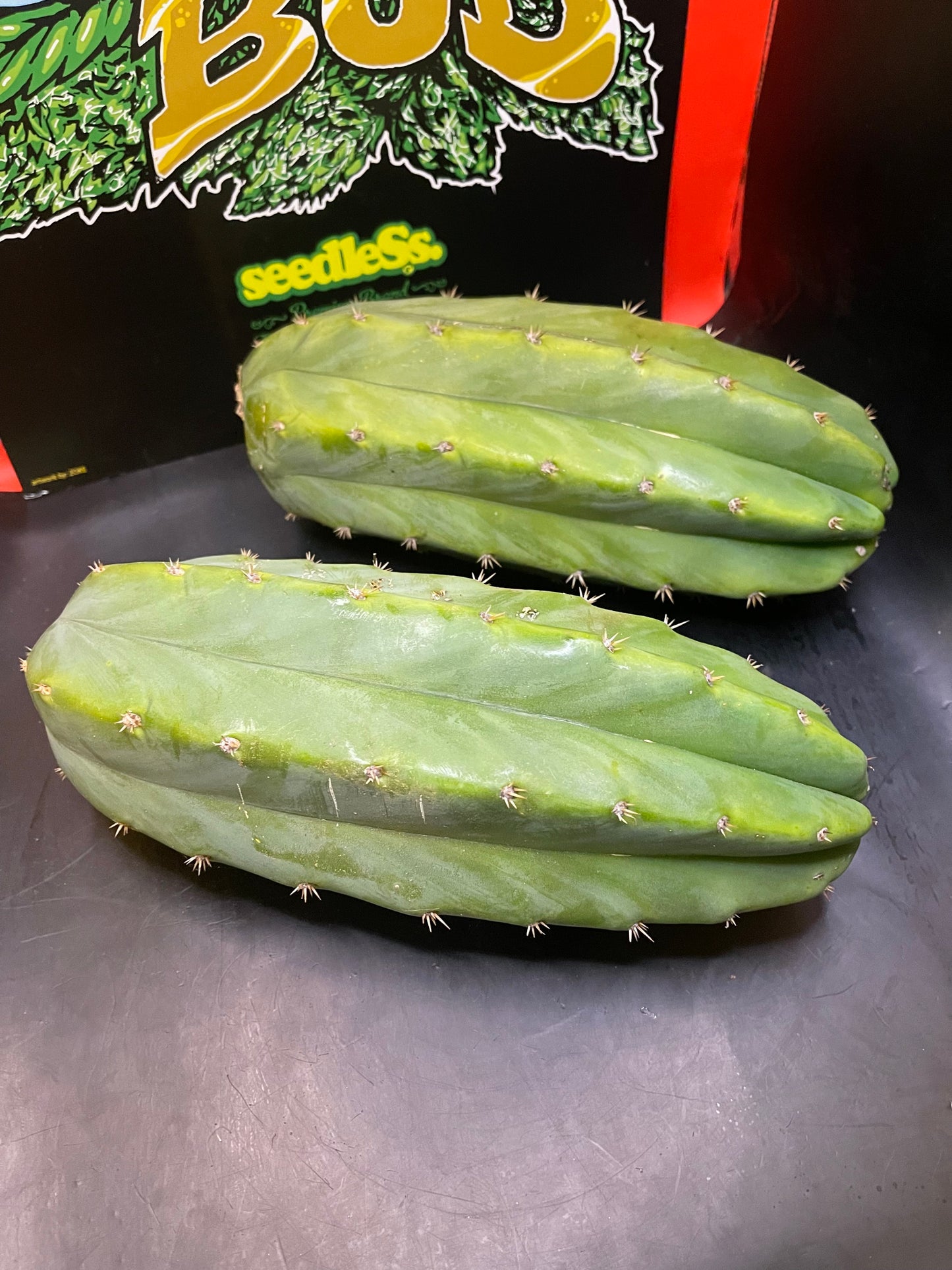 2 - 4” thick tips ! Big fat San Pedro cactus