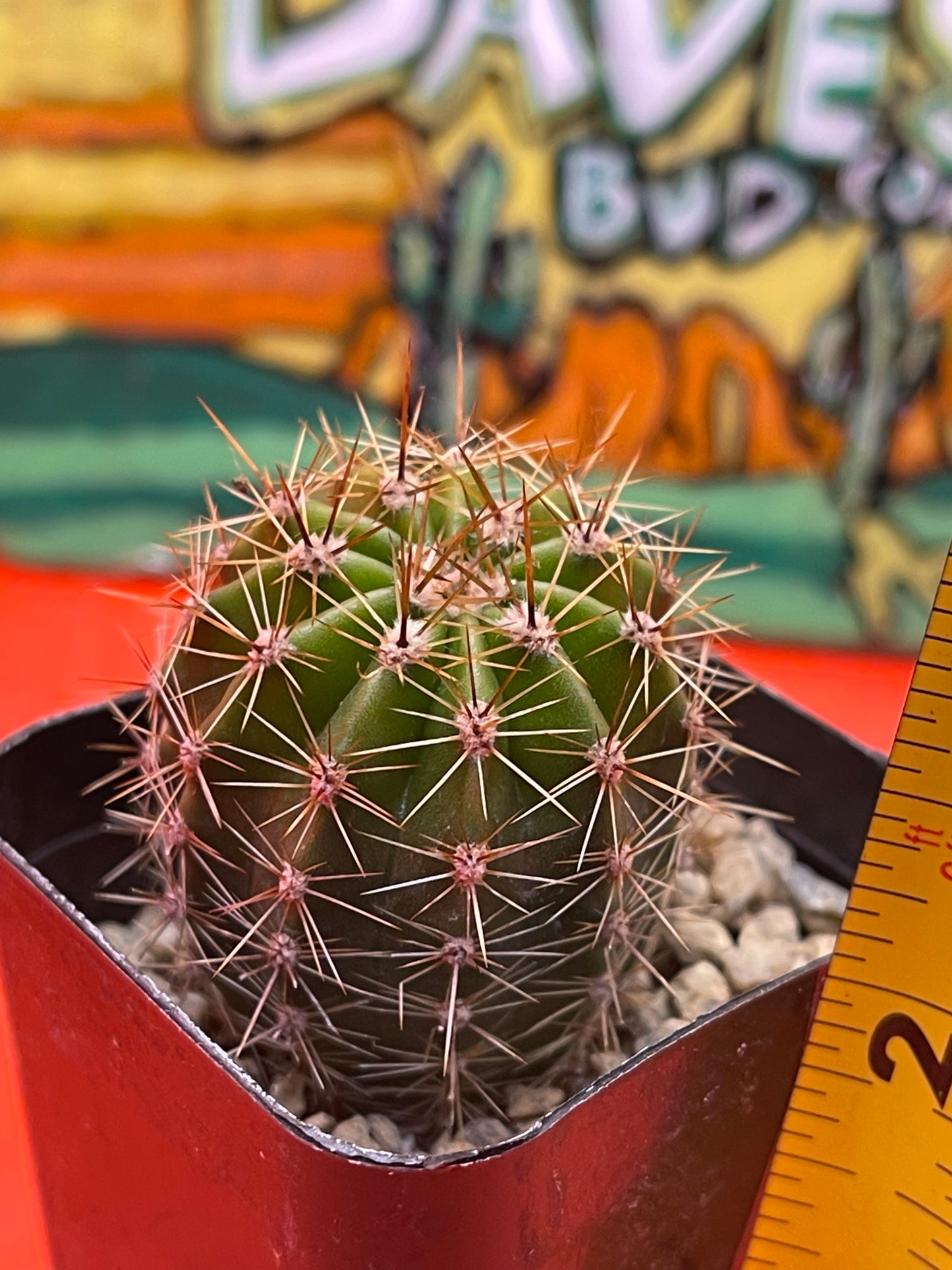 Easter lily cactus !