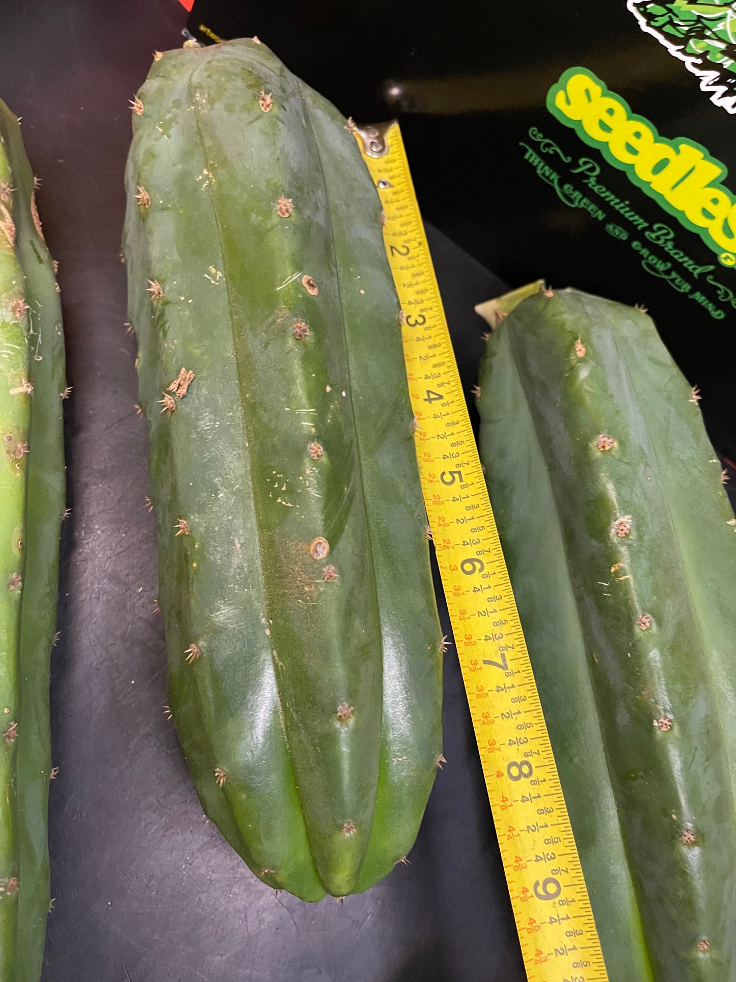 5 San Pedro cactus cuttings!