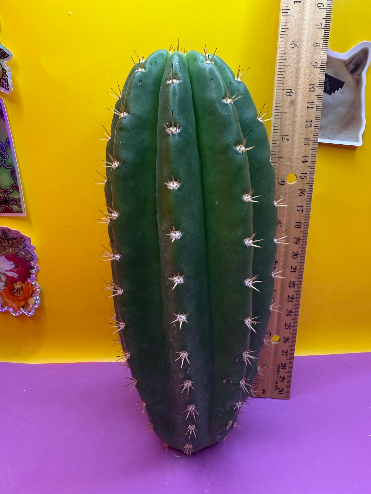 CACTO HEBRIDO !