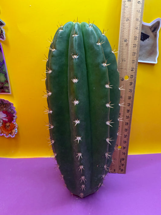 CACTO HEBRIDO !
