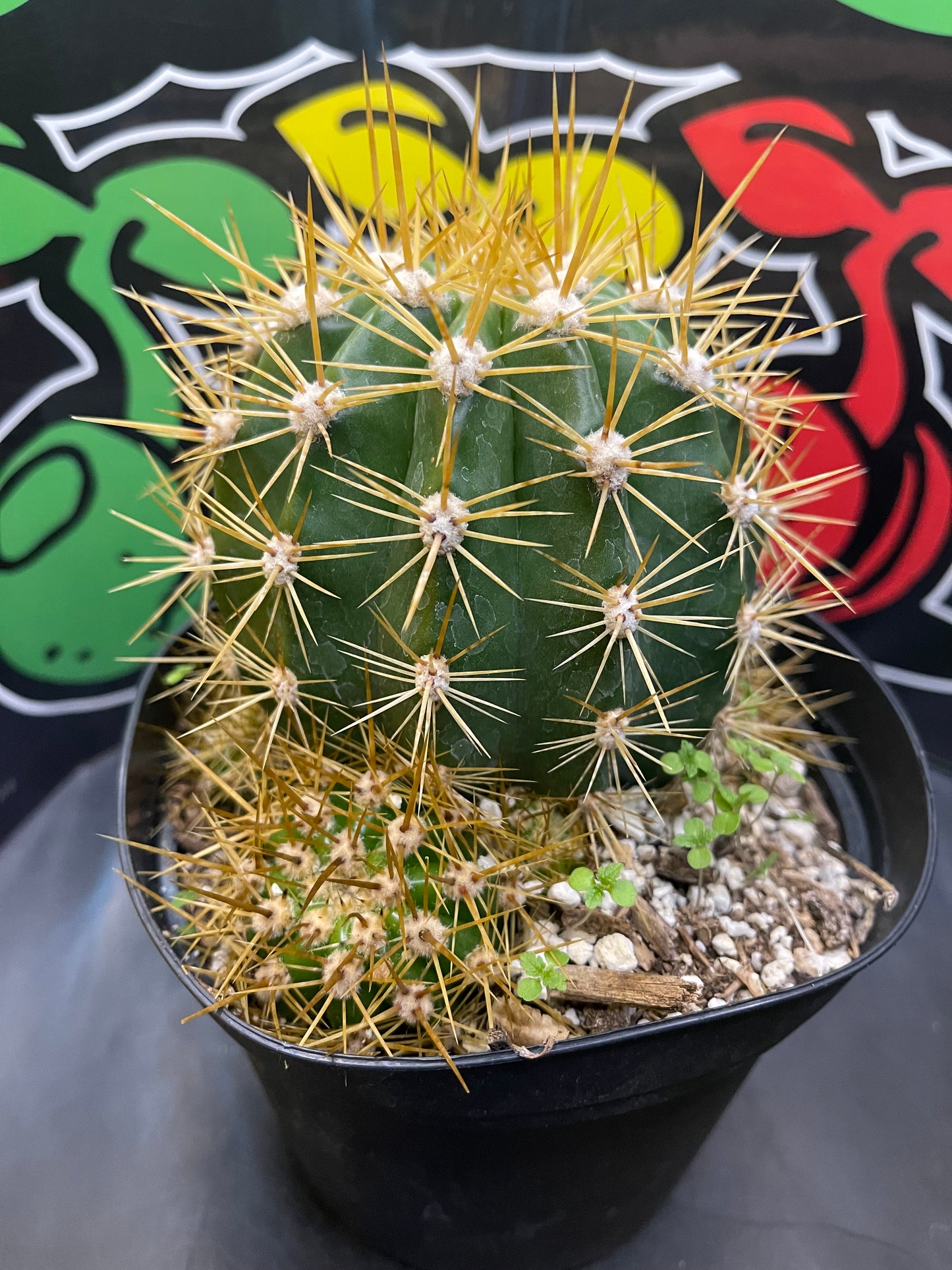 Trichocereus Terscheckii !With 5 branching pups !! Comes in a 6” wide pot