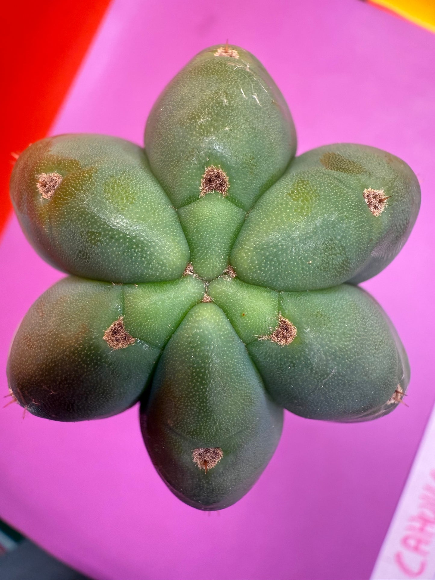 Cahuilla 3.5” thick !from the original stand