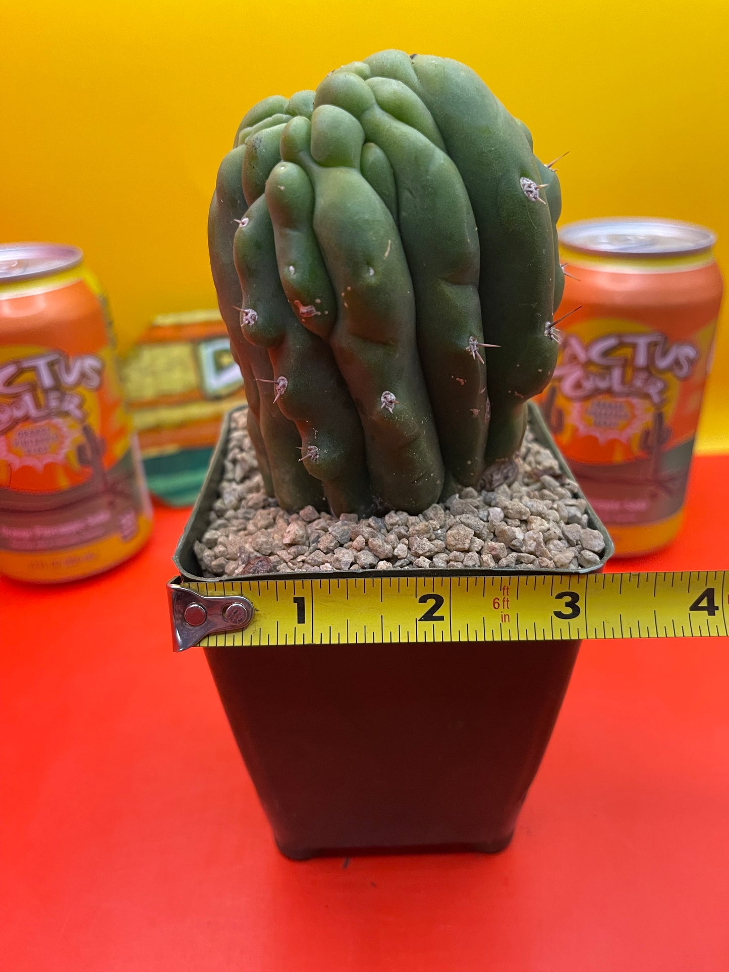 Monstrose San Pedro Cactus 🌵