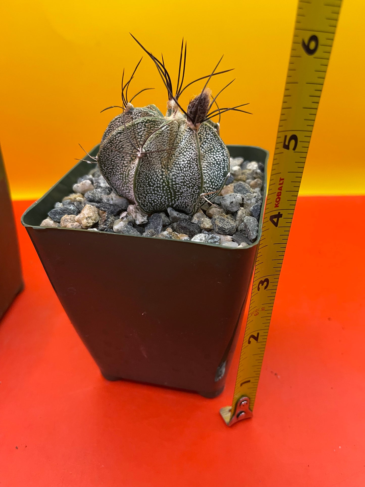 Astrophytum ornatum with flower buds