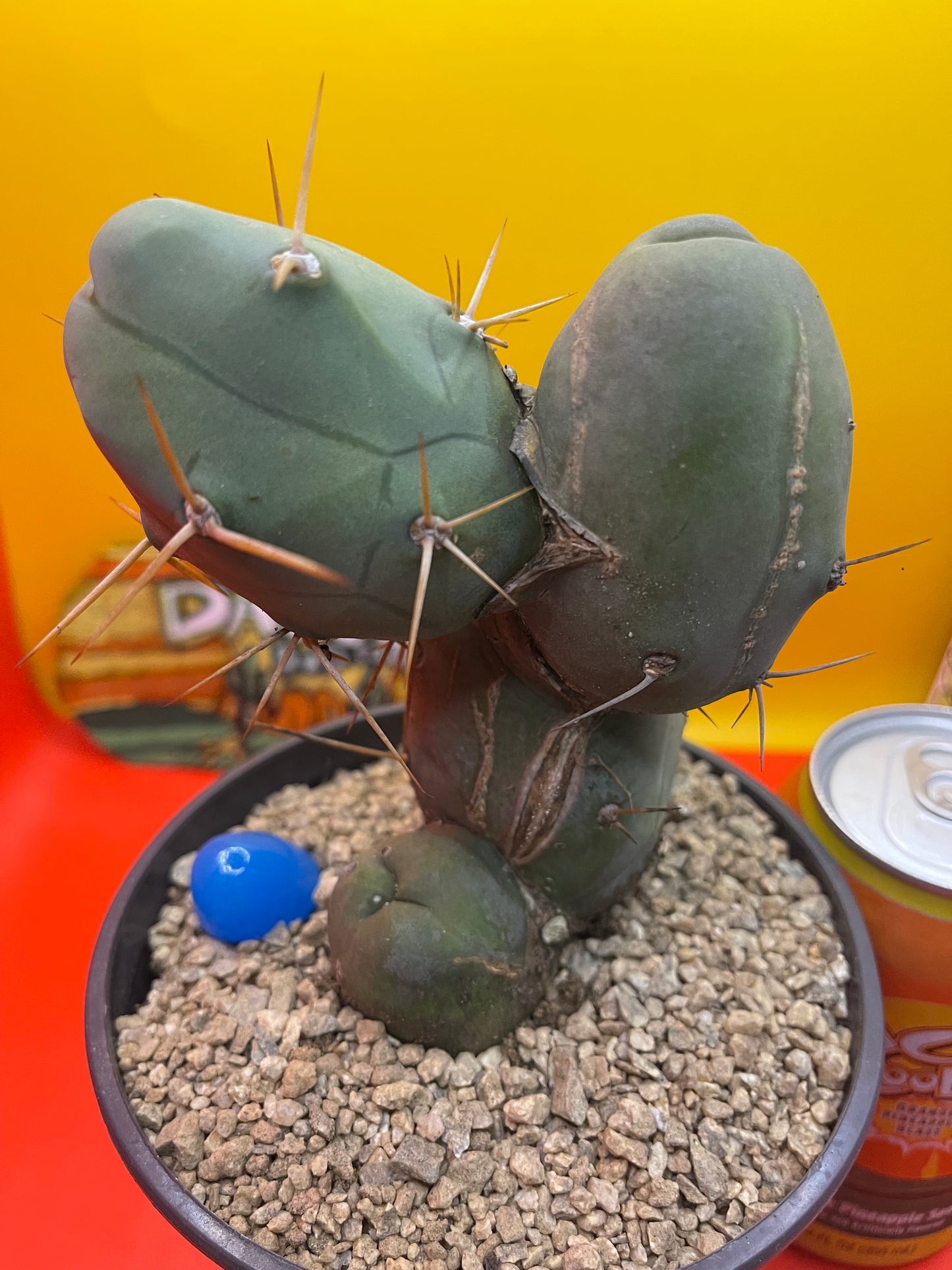 TBM CACTUS