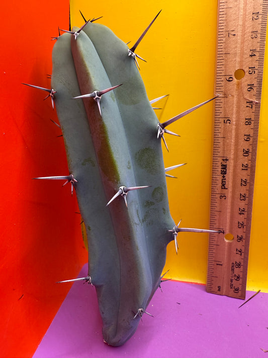 Myrtillocactus geometrizans