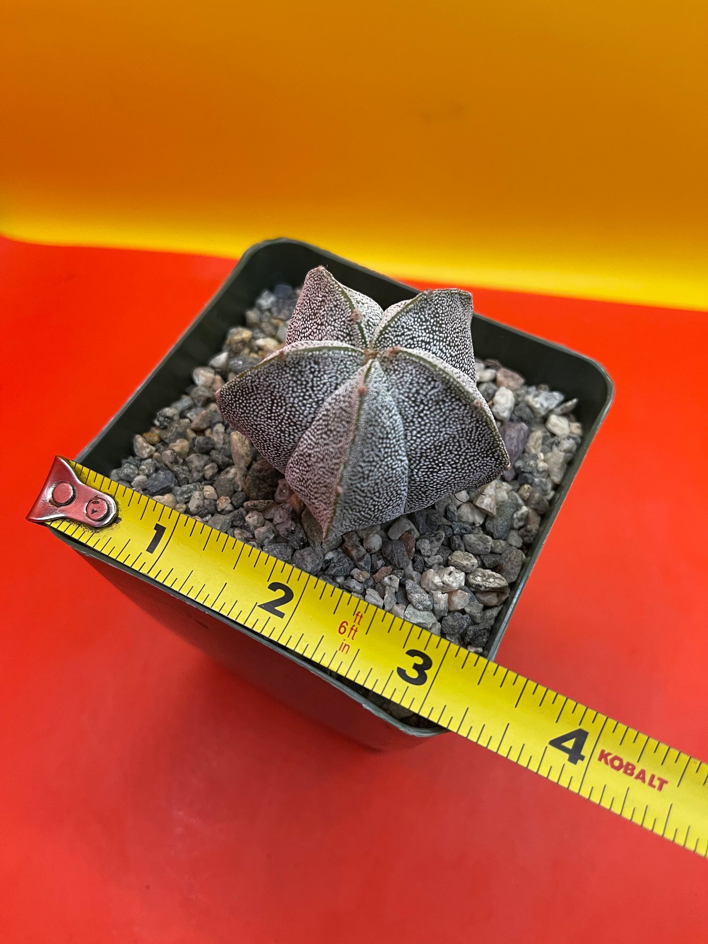 Potted Astrophytum