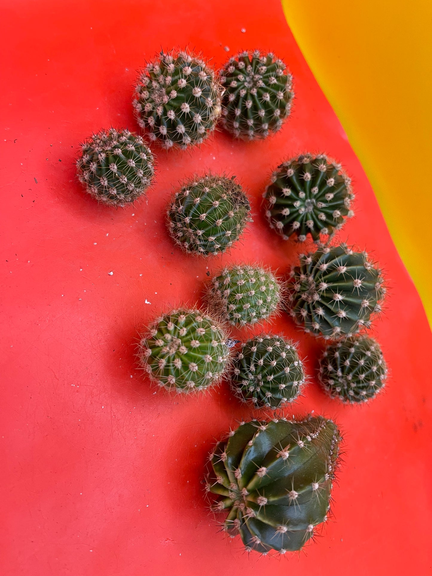 Echinopsis pups !