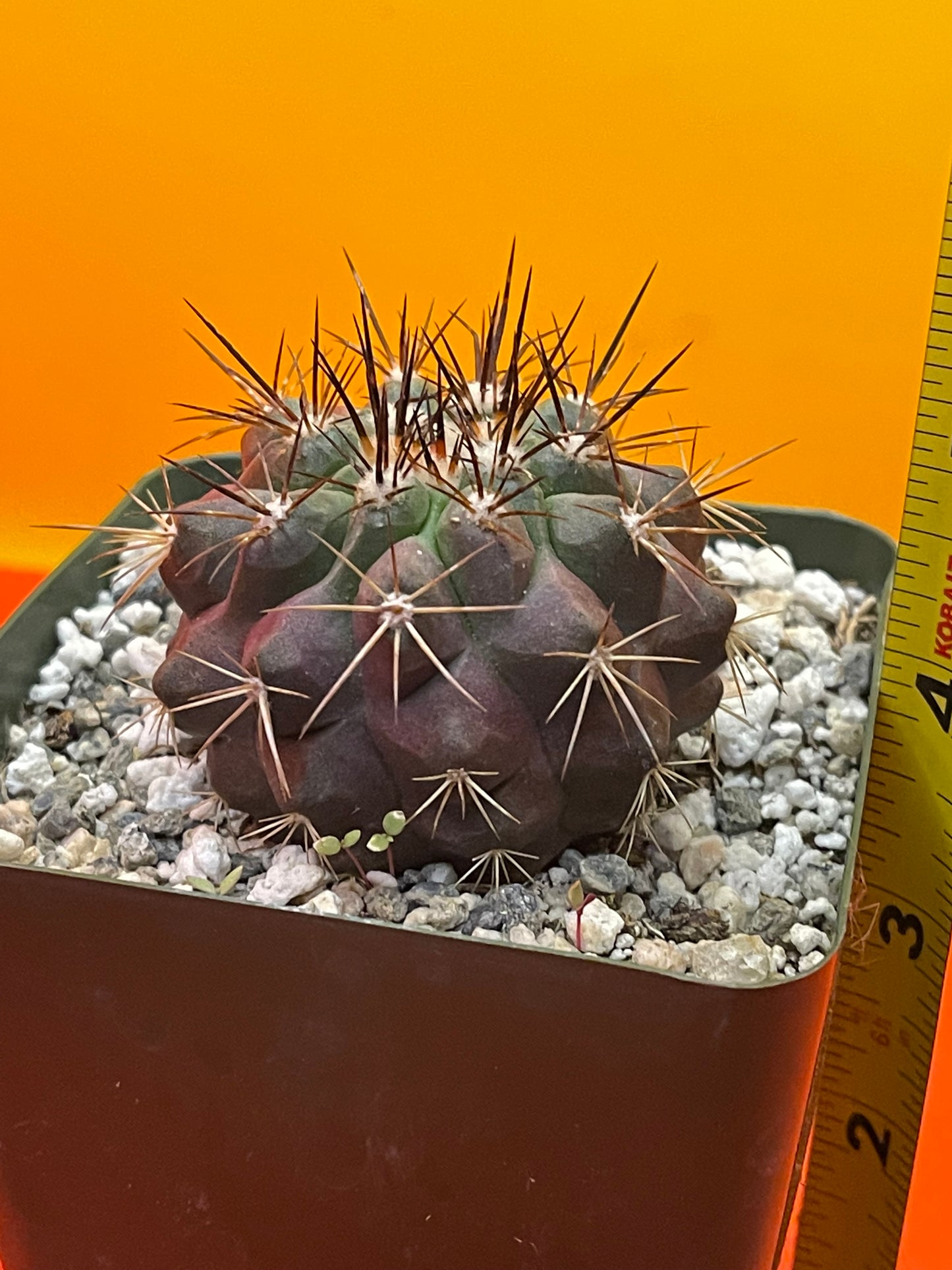 Copiapoa !!!