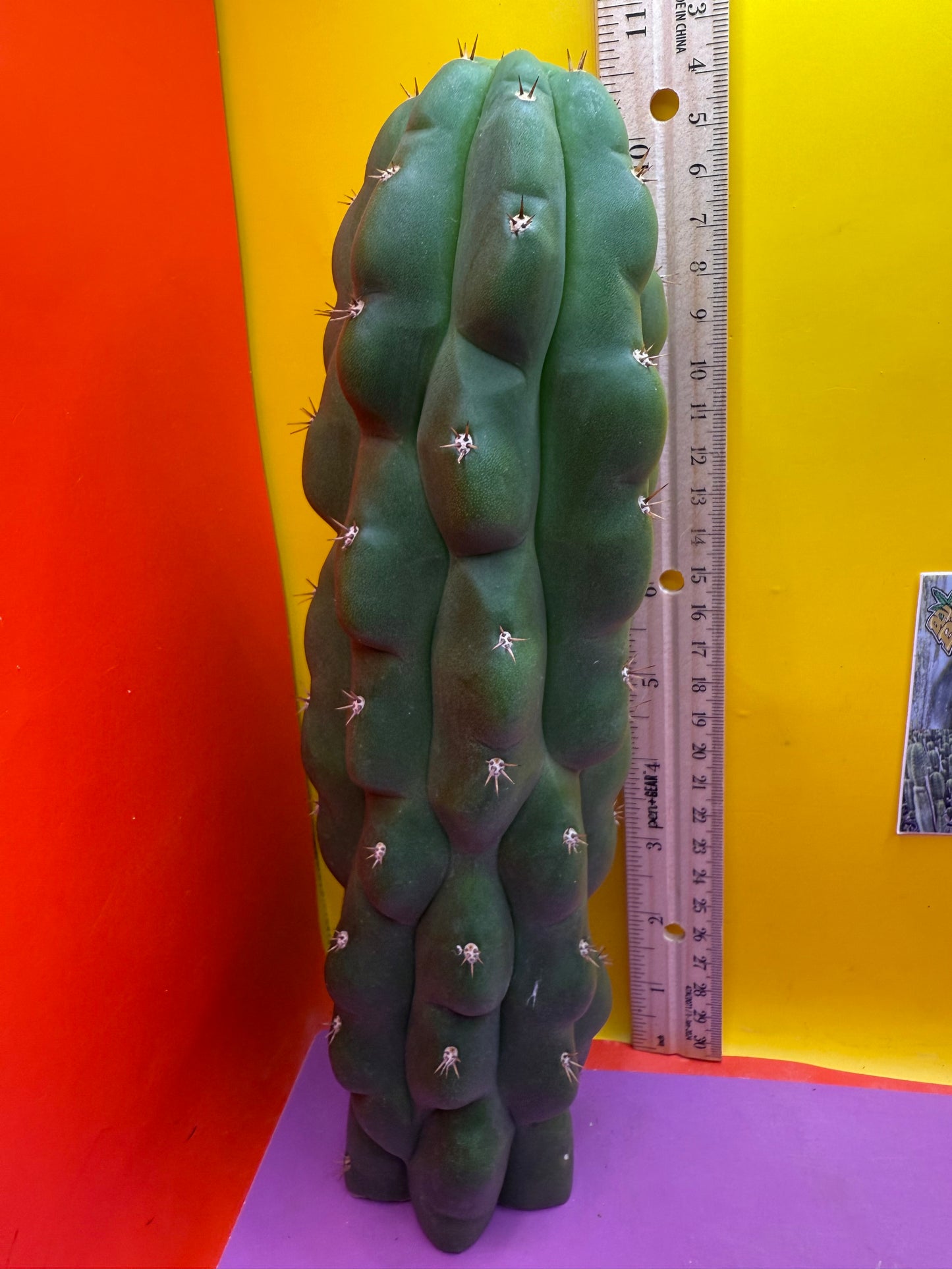 Monstrose San Pedro Cactus! This exact one