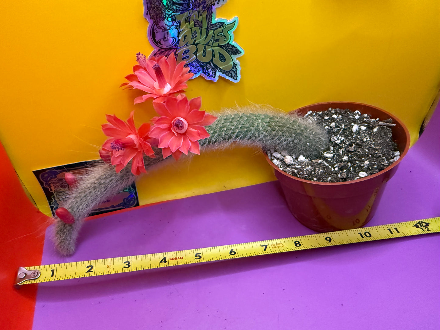 Monkey tail cactus !!