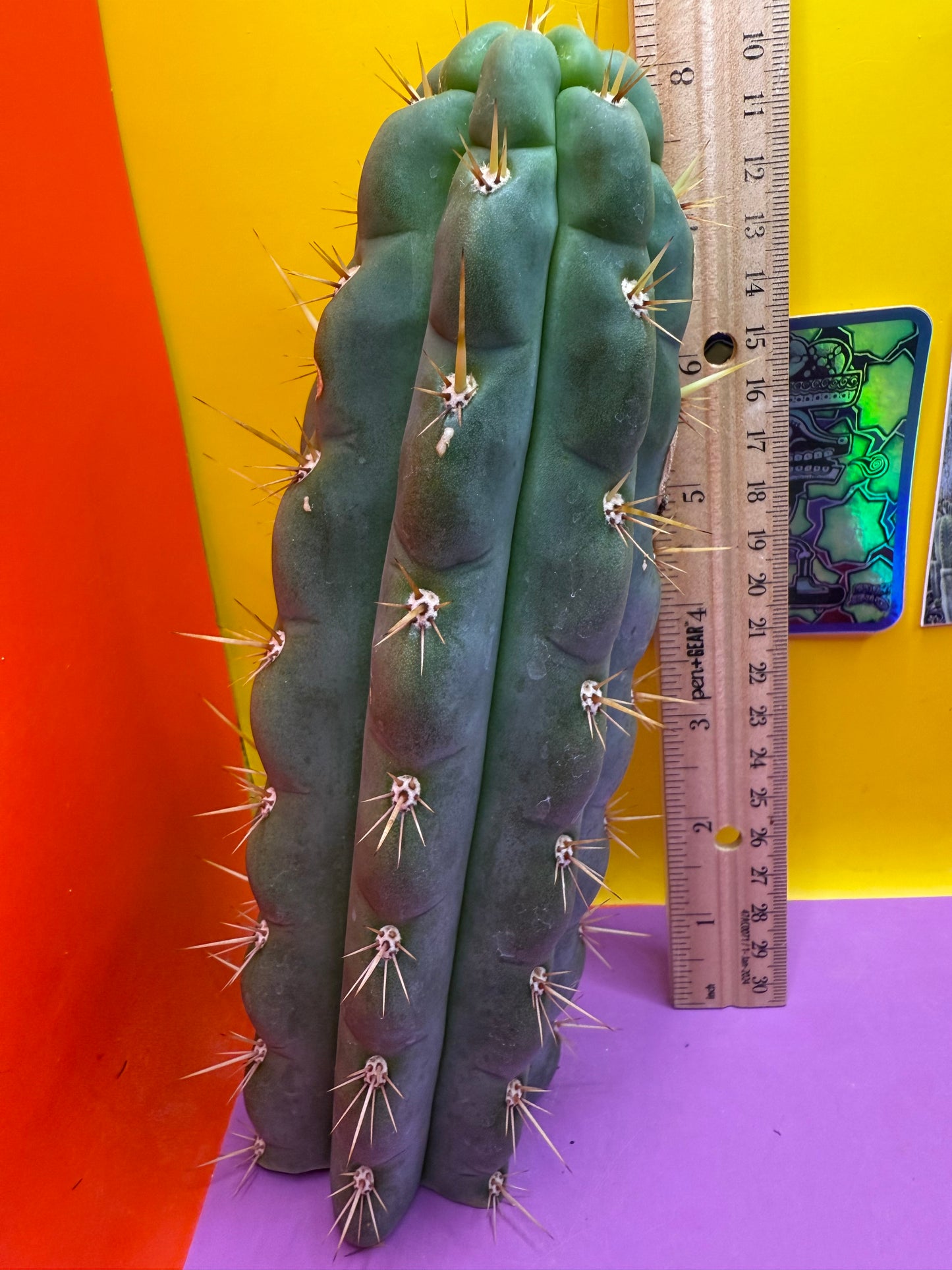 Ss03 cactus cutting