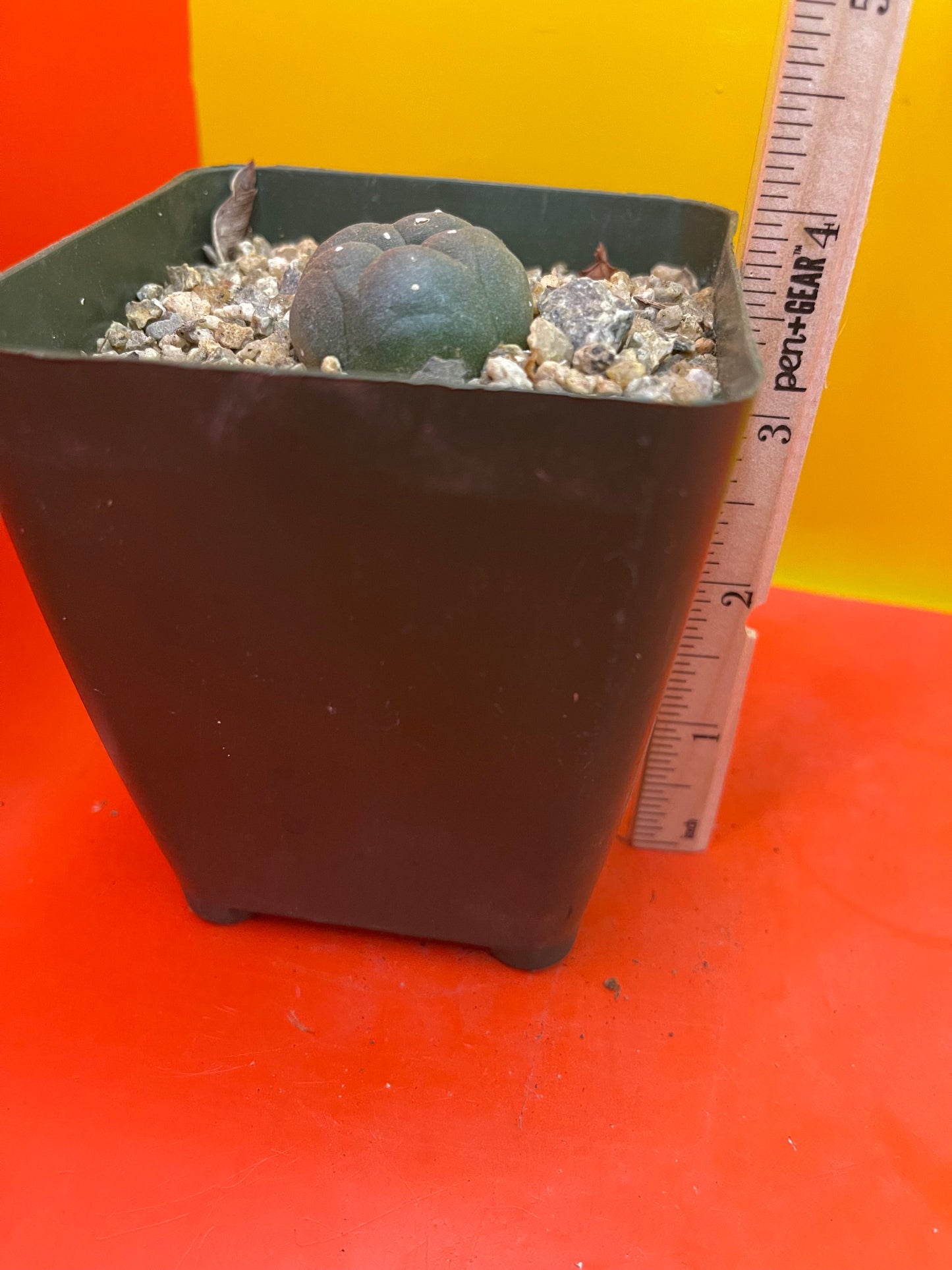 Cactus in a 4” tall pot