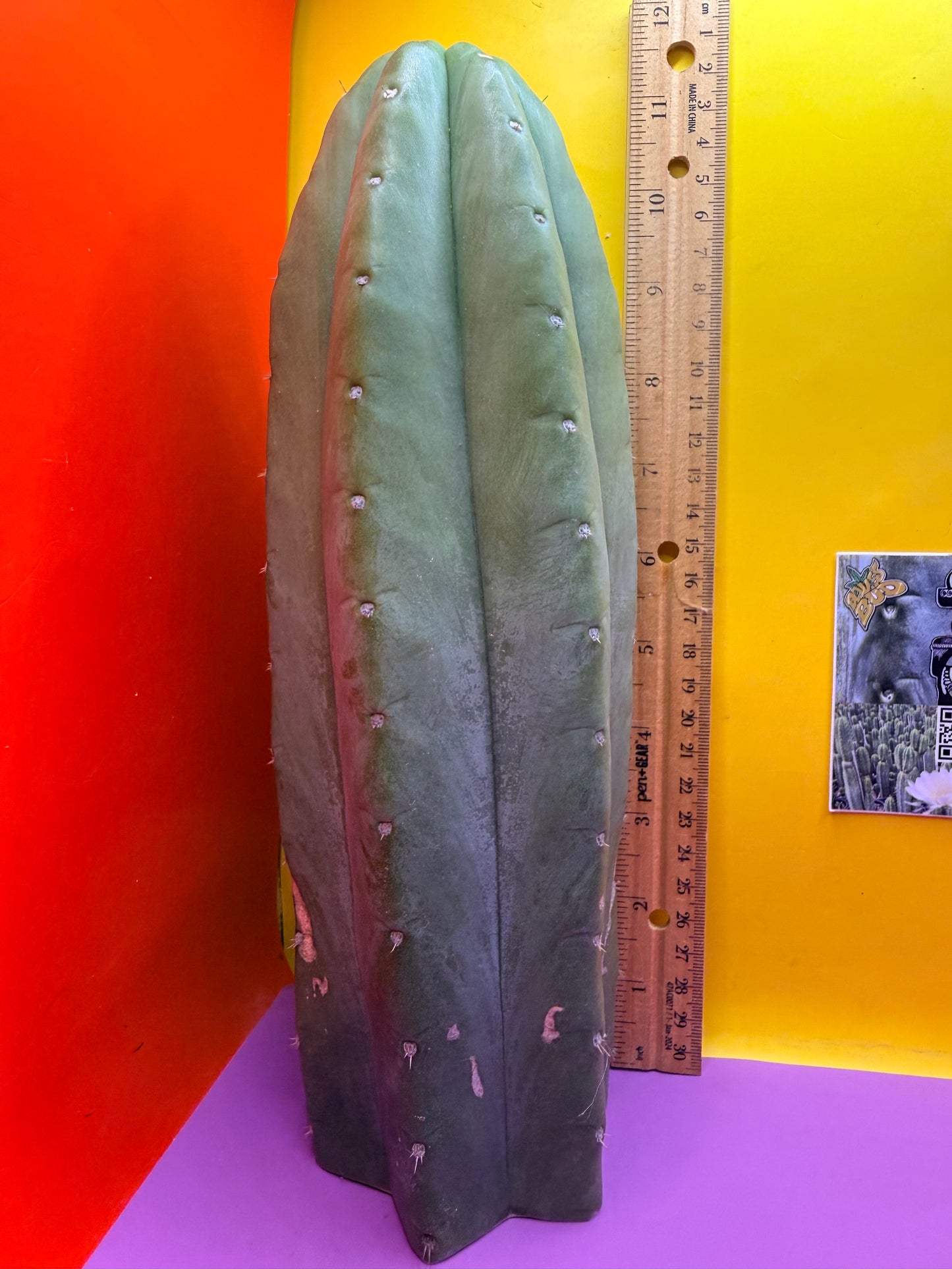 “CAHUILLA” !!!!