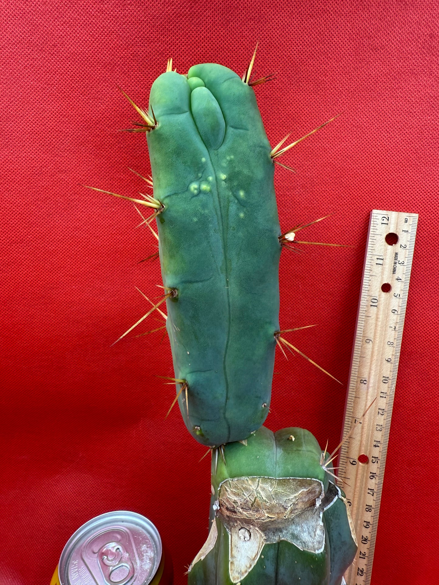 Essedon x Sina Graft , 4 winds !