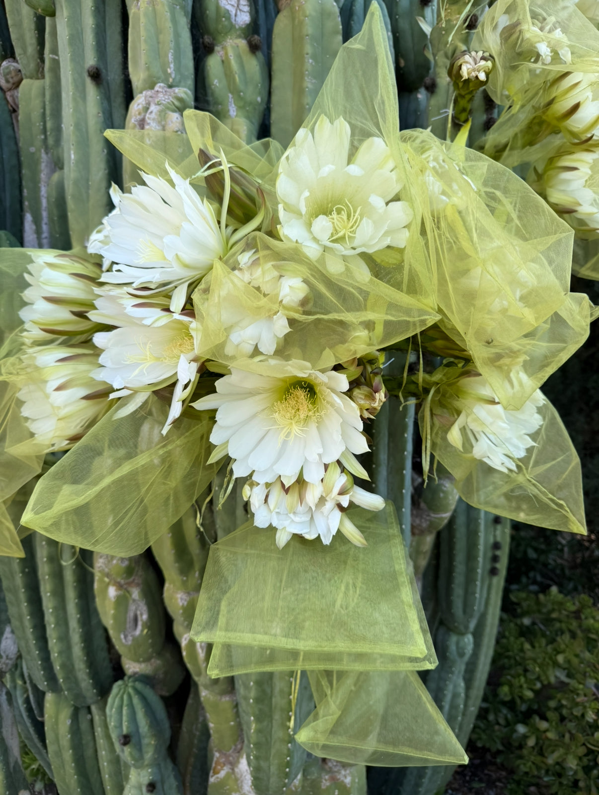 Cahuilla x Candacans Seeds