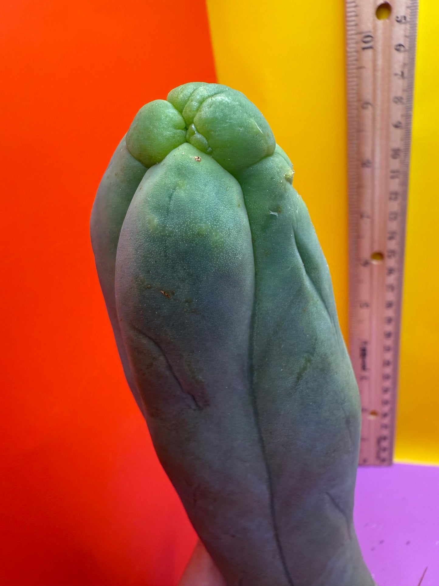 TBM-A LONG FORM CACTUS