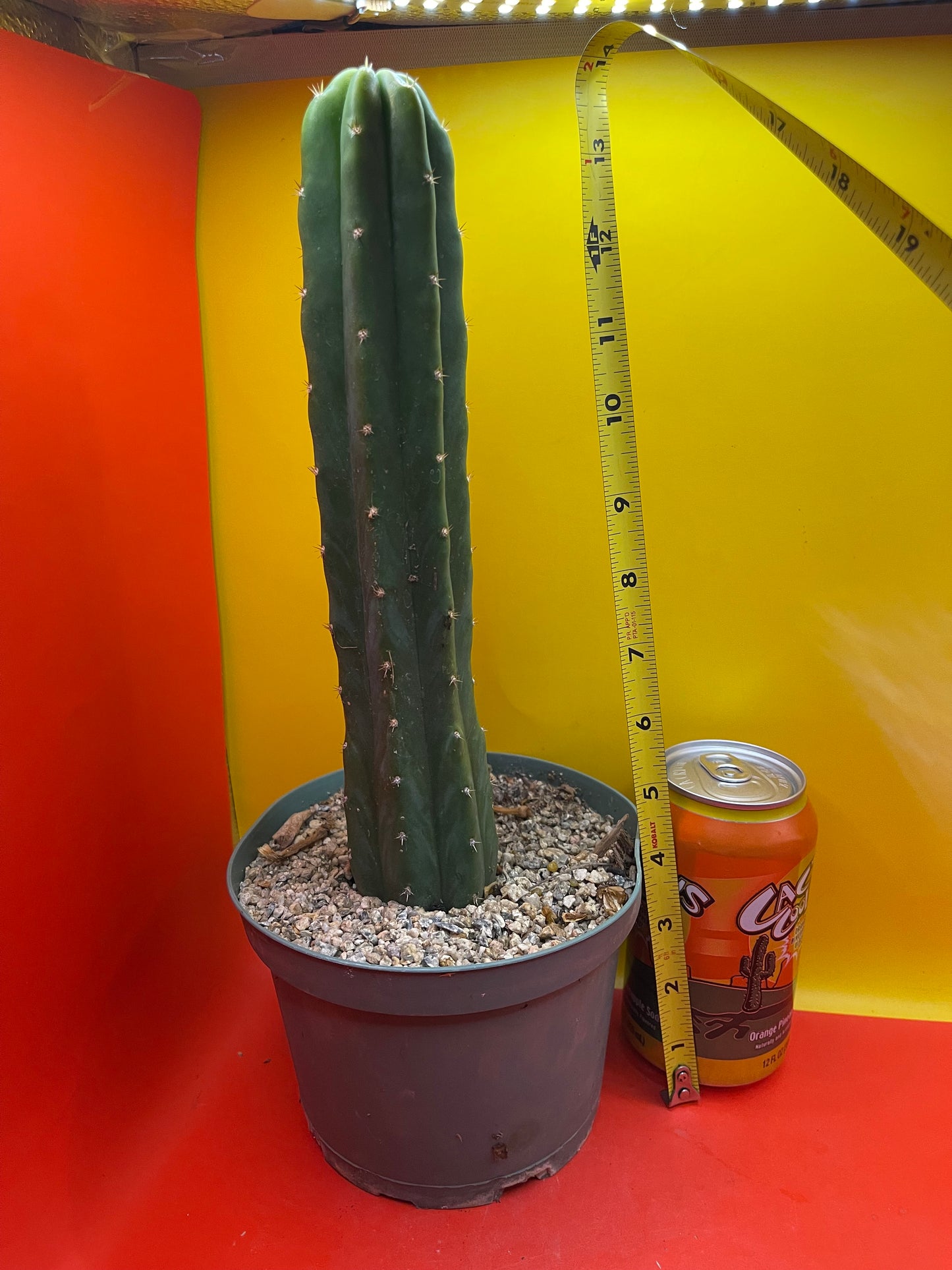 Potted San Pedro cactus