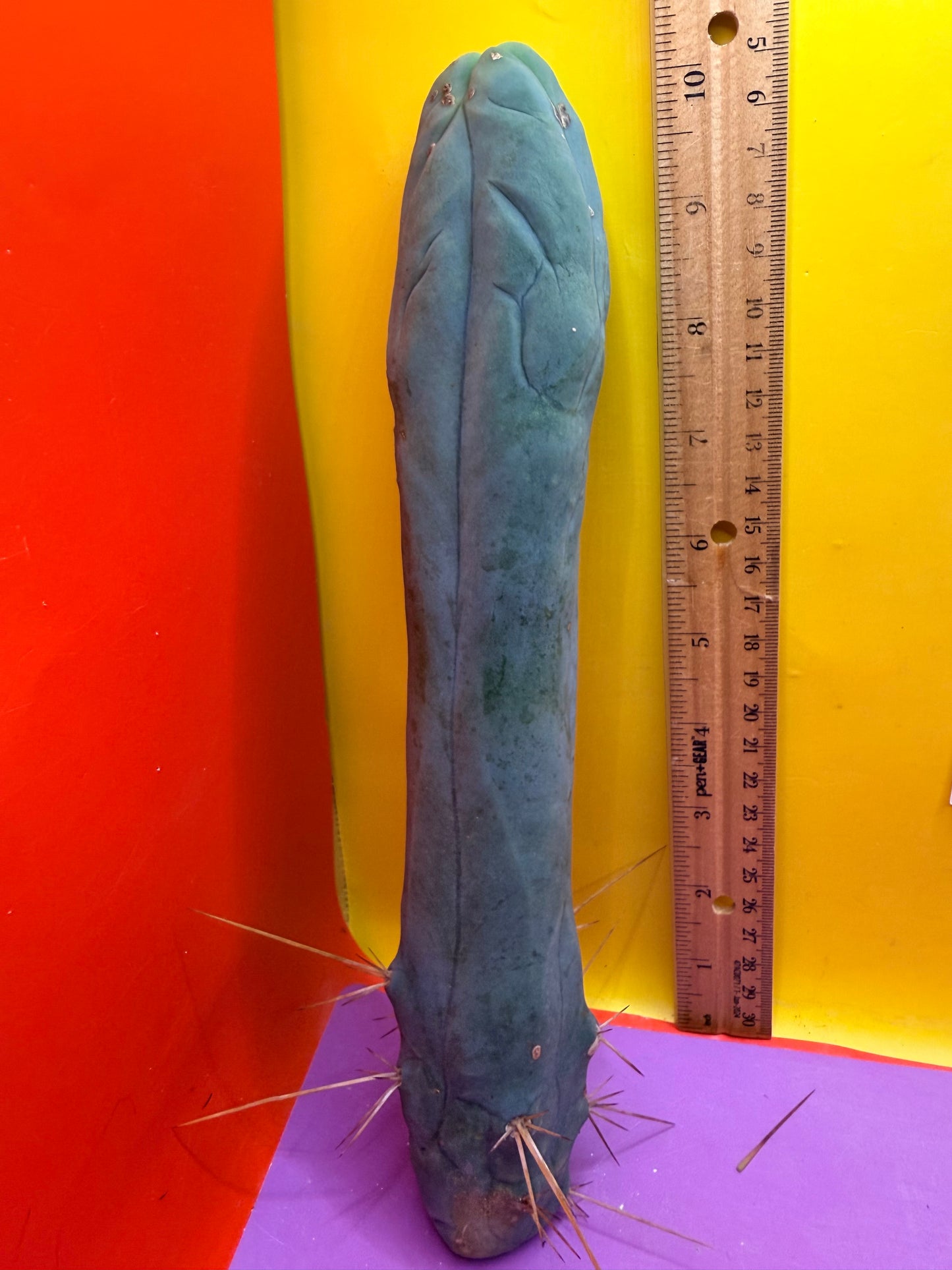 Long form TBM cactus cutting type A