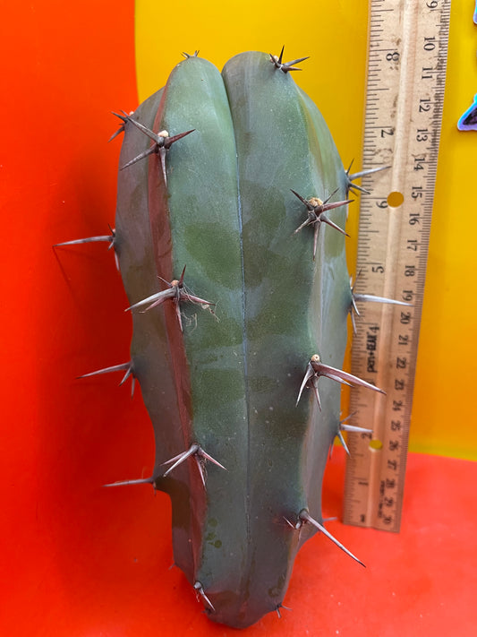 Myrtillocactus geometrizans