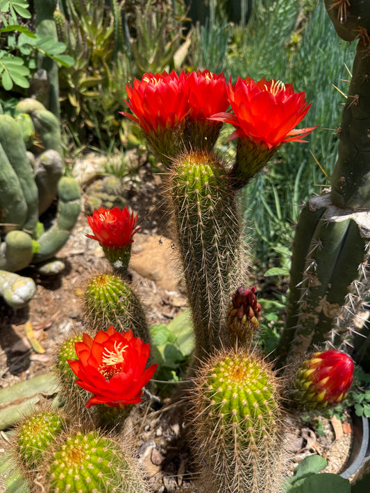 Trichocereus strigosus x Huascha Seeds