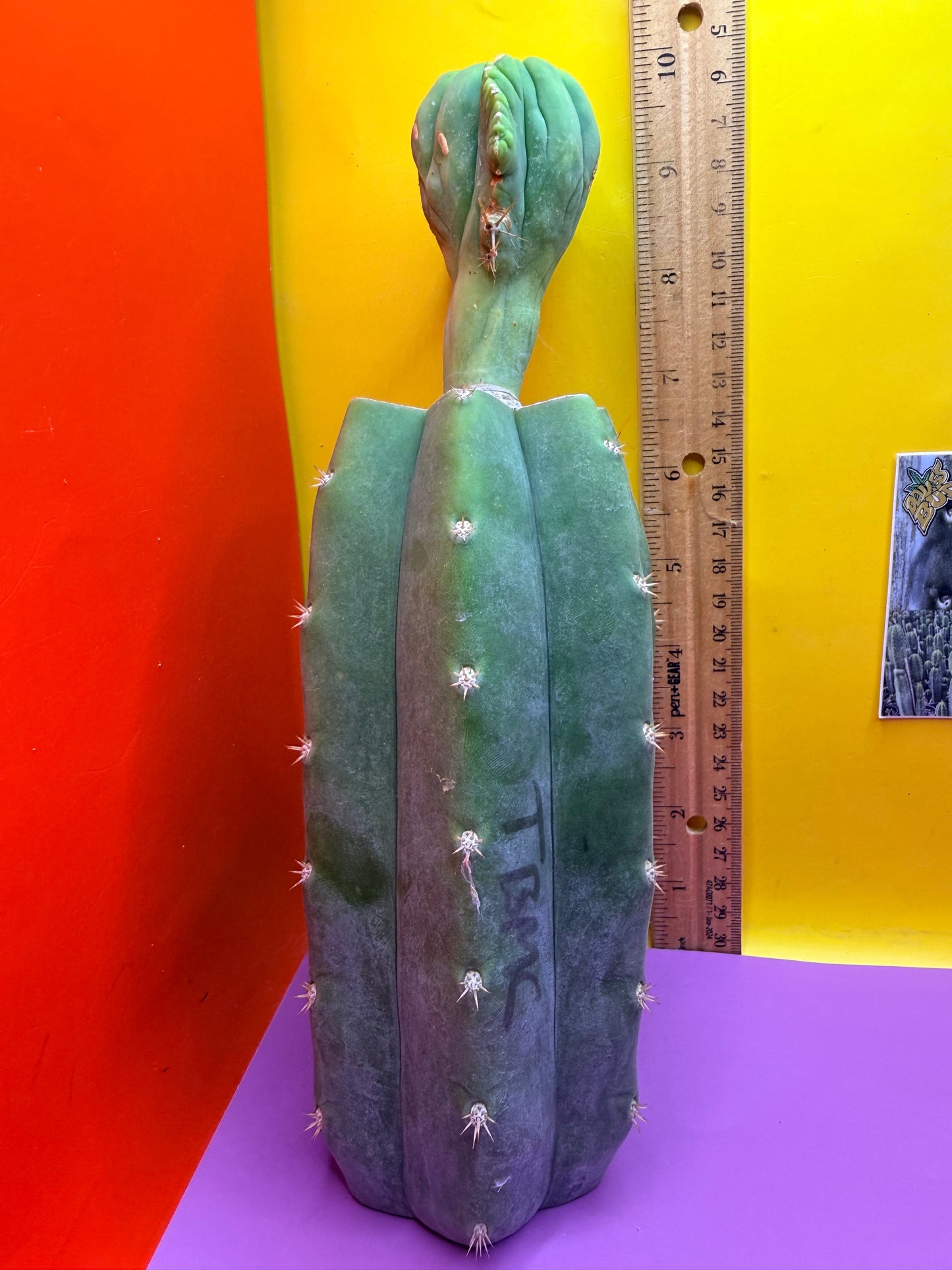 Crested TBM
