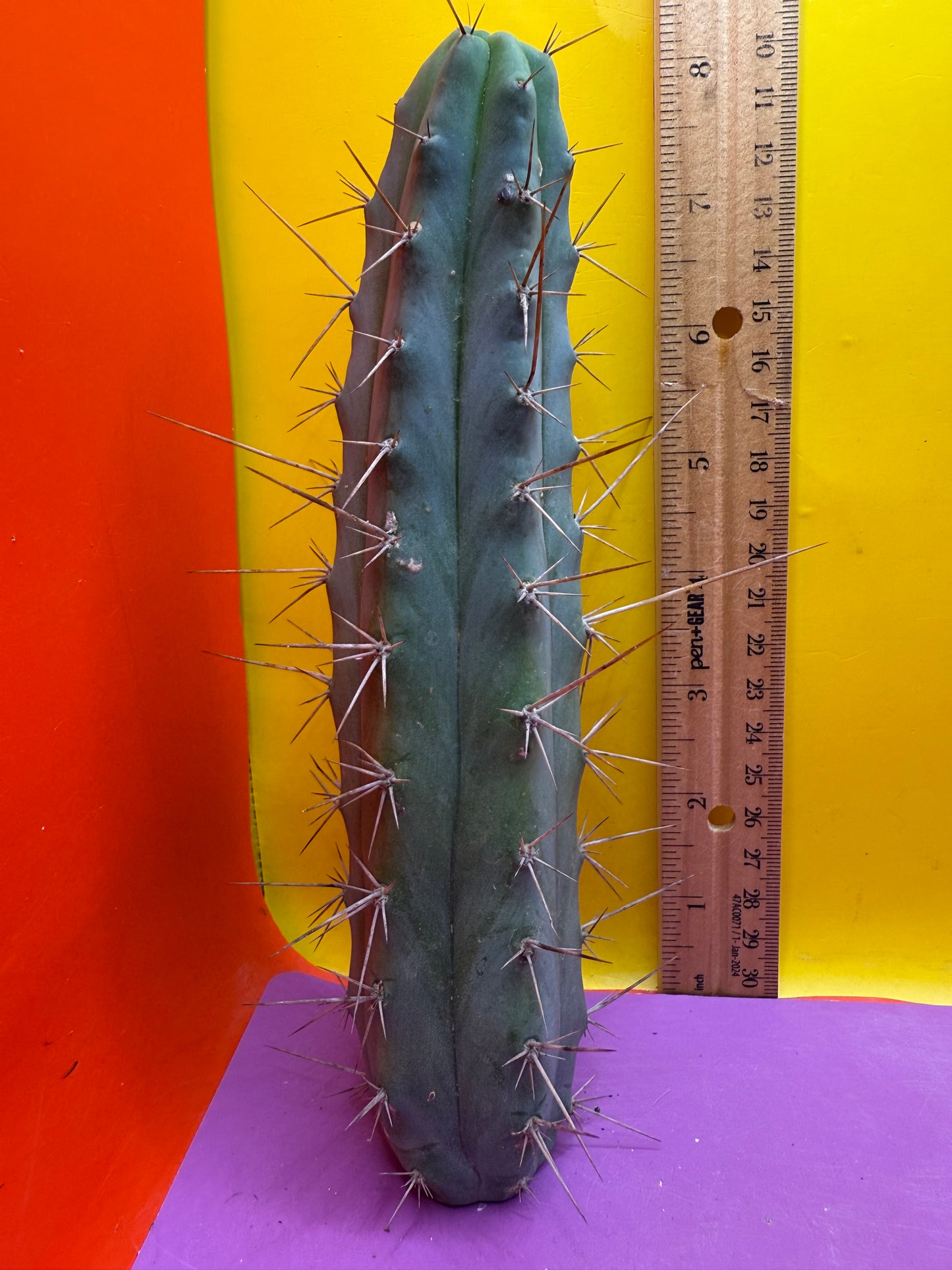 “MINI ME” trichocereus bridgesii