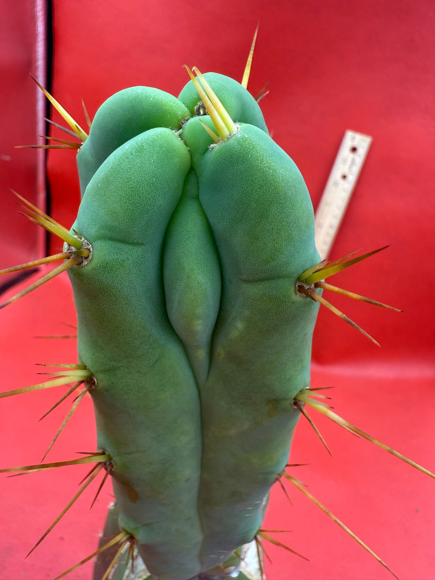 Essedon x Sina Graft , 4 winds !