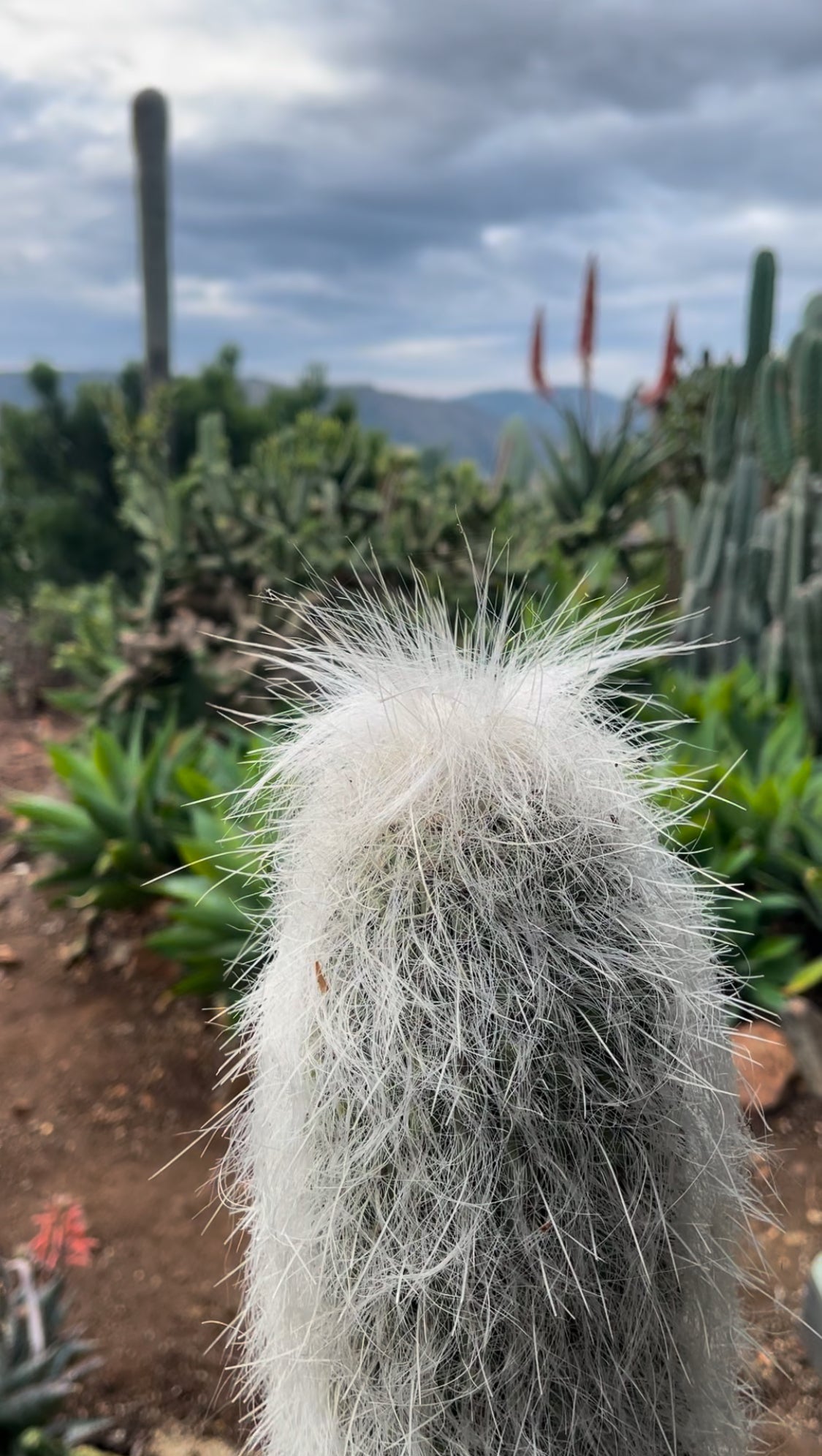 Cephalocereus Senilis Seeds