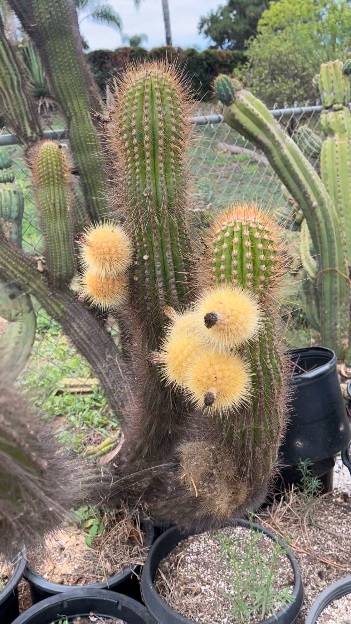 Pachagerocereus seeds